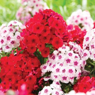 Red Hot & Trendy Phlox Blend Thumbnail
